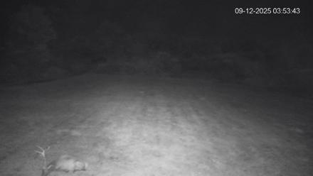 Pennsylvania Elk Live Webcam - Sep 12, 2025, 3:54am EDT