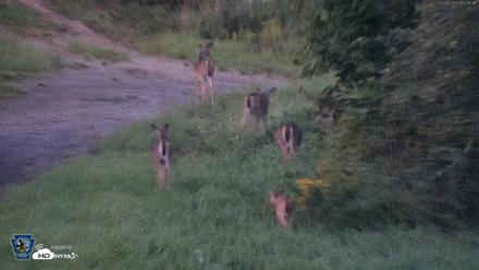 Pennsylvania Elk Live Webcam - Sep 8, 2026, 7:49pm EDT