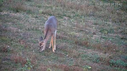 Pennsylvania Elk Live Webcam - Sep 16, 2025, 6:38pm EDT