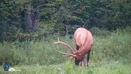 Pennsylvania Elk Live Webcam - Aug 10, 2026, 7:36pm EDT