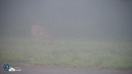 Pennsylvania Elk Live Webcam - Sep 7, 2026, 7:43am EDT