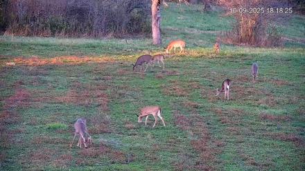 Pennsylvania Elk Live Webcam - Oct 9, 2025, 6:19pm EDT