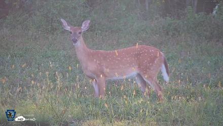 Pennsylvania Elk Live Webcam - Sep 7, 2026, 6:25pm EDT