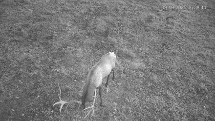 Pennsylvania Elk Live Webcam - Sep 19, 2025, 6:39am EDT