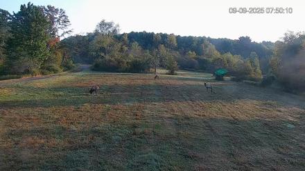 Pennsylvania Elk Live Webcam - Sep 9, 2025, 7:50am EDT