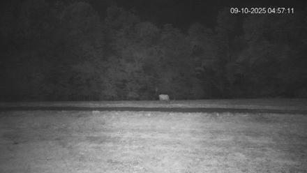Pennsylvania Elk Live Webcam - Sep 10, 2025, 4:57am EDT