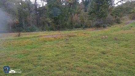 Pennsylvania Elk Live Webcam - Sep 27, 2026, 6:33pm EDT