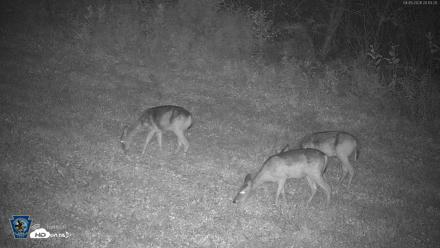 Pennsylvania Elk Live Webcam - Sep 5, 2026, 8:14pm EDT
