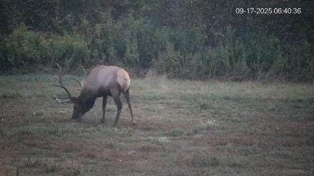 Pennsylvania Elk Live Webcam - Sep 17, 2025, 6:41am EDT