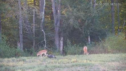 Pennsylvania Elk Live Webcam - Aug 30, 2025, 6:36pm EDT