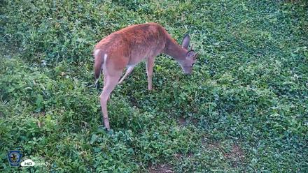 Pennsylvania Elk Live Webcam - Sep 6, 2026, 7:13am EDT