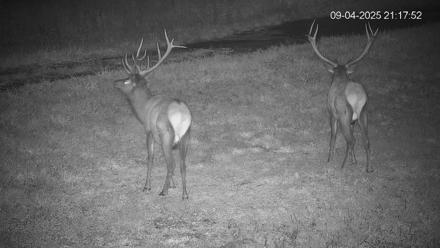 Pennsylvania Elk Live Webcam - Sep 4, 2025, 9:18pm EDT