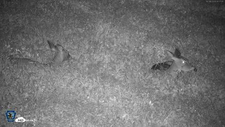Pennsylvania Elk Live Webcam - Oct 1, 2026, 4:28am EDT
