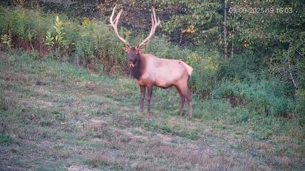 Pennsylvania Elk Live Webcam - Sep 9, 2025, 7:16pm EDT