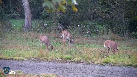 Pennsylvania Elk Live Webcam - Oct 1, 2026, 6:08pm EDT