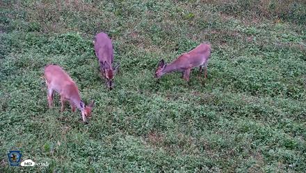 Pennsylvania Elk Live Webcam - Oct 2, 2026, 5:24pm EDT