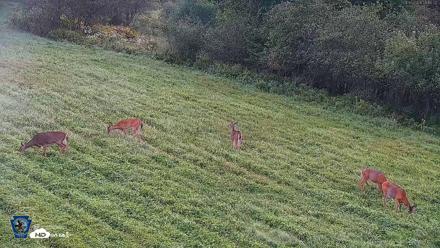 Pennsylvania Elk Live Webcam - Sep 5, 2026, 8:10am EDT