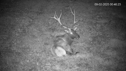 Pennsylvania Elk Live Webcam - Sep 2, 2025, 12:47am EDT
