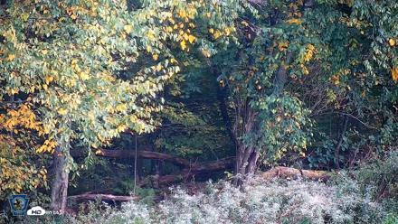 Pennsylvania Elk Live Webcam - Oct 1, 2026, 6:25pm EDT