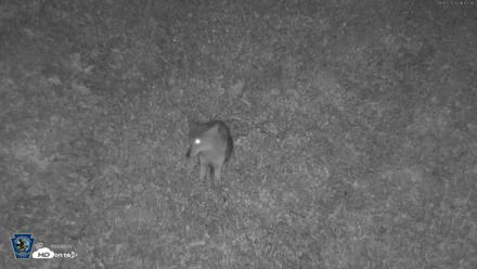 Pennsylvania Elk Live Webcam - Sep 3, 2026, 9:44pm EDT