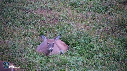 Pennsylvania Elk Live Webcam - Oct 2, 2026, 6:49pm EDT