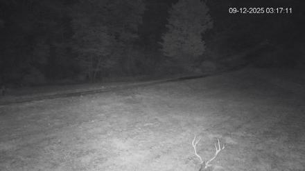 Pennsylvania Elk Live Webcam - Sep 12, 2025, 3:18am EDT