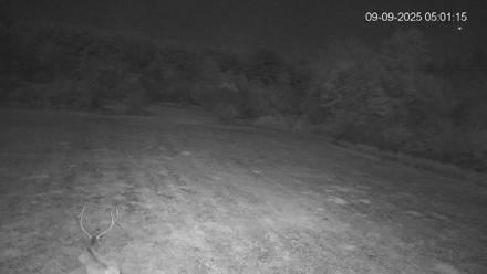 Pennsylvania Elk Live Webcam - Sep 9, 2025, 5:03am EDT