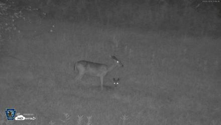 Pennsylvania Elk Live Webcam - Sep 4, 2026, 8:19pm EDT
