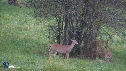 Pennsylvania Elk Live Webcam - Sep 28, 2026, 6:48pm EDT
