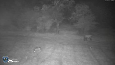 Pennsylvania Elk Live Webcam - Sep 6, 2026, 11:06pm EDT