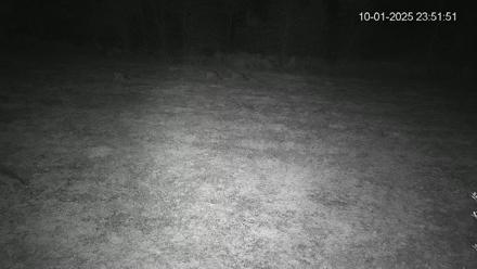 Pennsylvania Elk Live Webcam - Oct 1, 2025, 11:52pm EDT