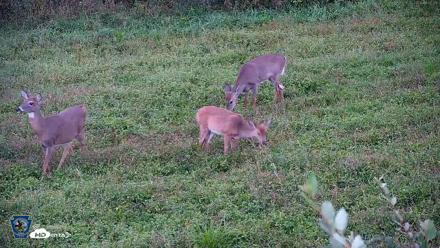 Pennsylvania Elk Live Webcam - Sep 26, 2026, 6:58pm EDT