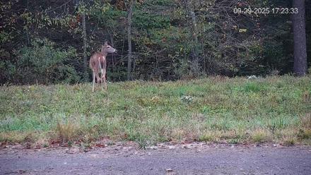 Pennsylvania Elk Live Webcam - Sep 29, 2025, 5:24pm EDT