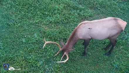 Pennsylvania Elk Live Webcam - Sep 7, 2026, 6:55am EDT
