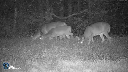 Pennsylvania Elk Live Webcam - Oct 2, 2026, 11:18pm EDT