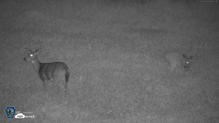 Pennsylvania Elk Live Webcam - Sep 28, 2026, 7:28pm EDT