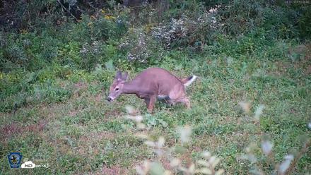 Pennsylvania Elk Live Webcam - Sep 28, 2026, 5:17pm EDT
