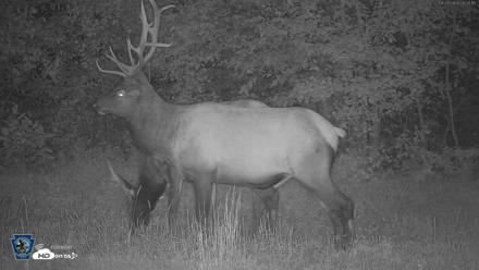 Pennsylvania Elk Live Webcam - Aug 27, 2026, 8:28pm EDT