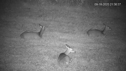 Pennsylvania Elk Live Webcam - Sep 18, 2025, 9:37pm EDT