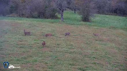 Pennsylvania Elk Live Webcam - Oct 2, 2026, 6:18pm EDT