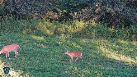 Pennsylvania Elk Live Webcam - Aug 4, 2026, 6:51pm EDT
