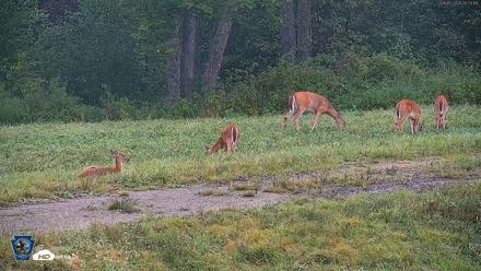 Pennsylvania Elk Live Webcam - Sep 6, 2026, 8:54am EDT