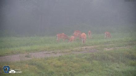 Pennsylvania Elk Live Webcam - Aug 20, 2026, 6:41am EDT