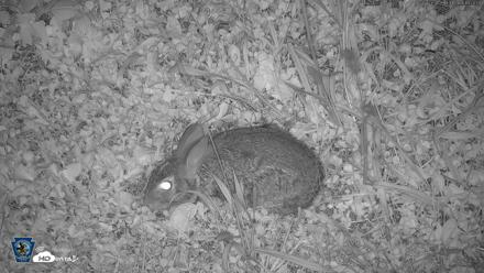 Pennsylvania Elk Live Webcam - Oct 1, 2026, 7:22pm EDT