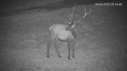 Pennsylvania Elk Live Webcam - Sep 4, 2025, 8:15pm EDT