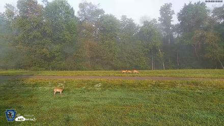 Pennsylvania Elk Live Webcam - Sep 6, 2026, 8:34am EDT