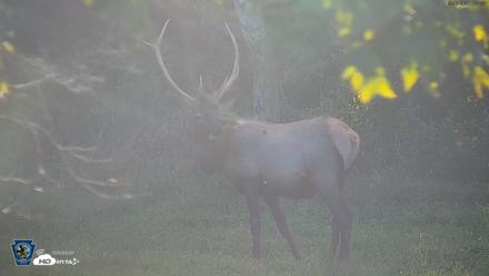 Pennsylvania Elk Live Webcam - Sep 6, 2026, 6:05pm EDT
