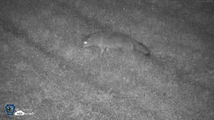 Pennsylvania Elk Live Webcam - Sep 3, 2026, 9:14pm EDT