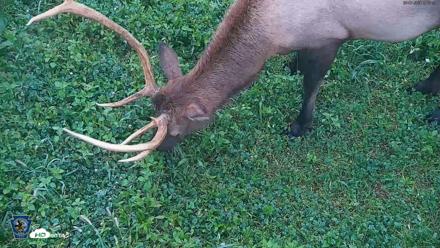 Pennsylvania Elk Live Webcam - Sep 7, 2026, 6:55am EDT