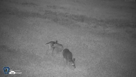 Pennsylvania Elk Live Webcam - Sep 28, 2026, 6:43am EDT